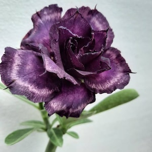 1 Grafted &quot;Purple Rose&quot; Adenium Obessum/Desert Rose Plant. 4-6 inches Height. 1-2 inch caudex. 10-15 month old plant. US grown and sold.
