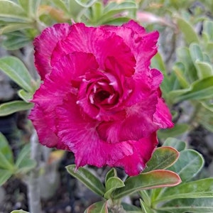 1 Grafted "EXOTIC PURPLE" Adenium Obessum Desert Rose Plant. 5-7 inch single stem / 1-2 inch caudex.15-20 month old plant. US grown and sold