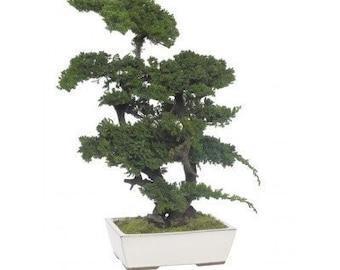 Bonsaï Eternel Juniperus grand
