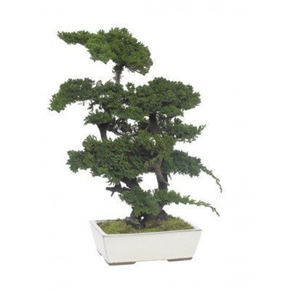 Bonsaï Eternel Juniperus grand