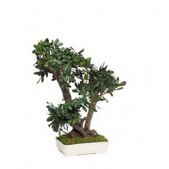 Bonsaï Eternel Toriba Moyen