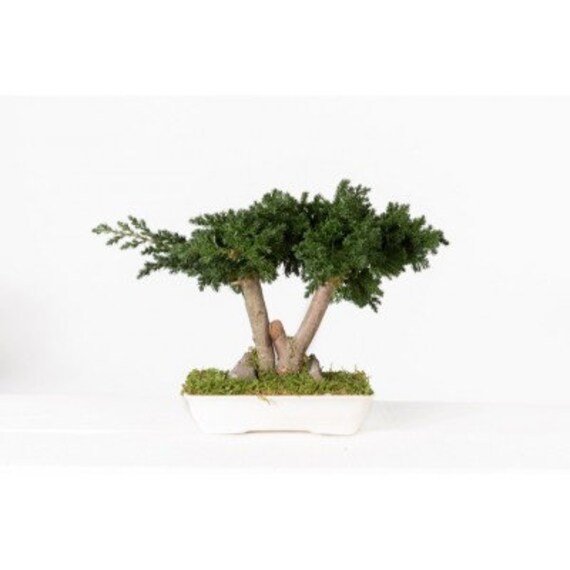 Bonsaï Eternel Juniperus Petit