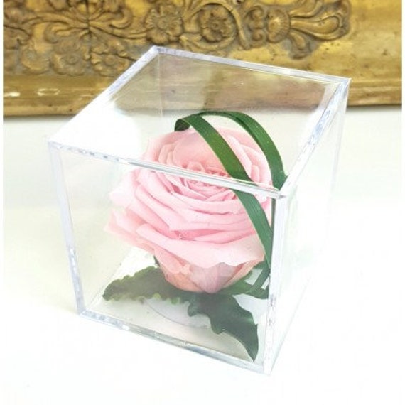 Bouton de Rose Éternelle Rosa Secreto Rose