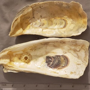 Large Eagle likeness Oyster Shell