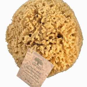 Sea Sponges EXTRA Large 17-18cm brown = Unbleached honeycomb GREEK