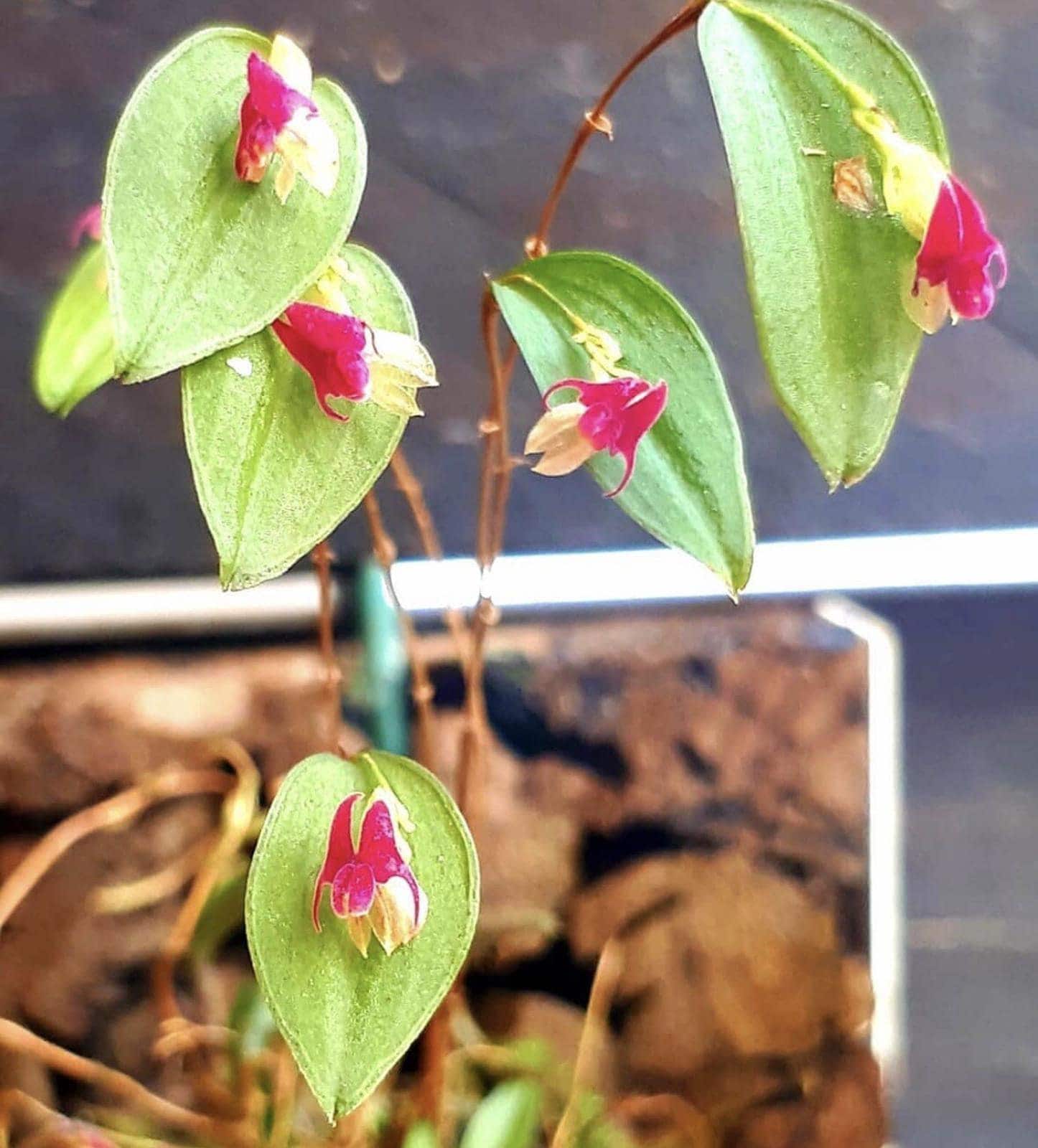 Lepanthes Expansa Uncommon Everblooming Miniature Orchid Species