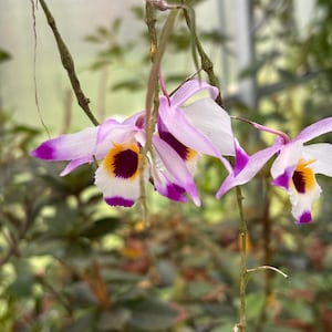 May include: Close-up of a cluster of orchids with white petals edged in purple. The center of each flower has a yellow and maroon pattern. The orchids hang from thin, brown stems against a blurred green background.