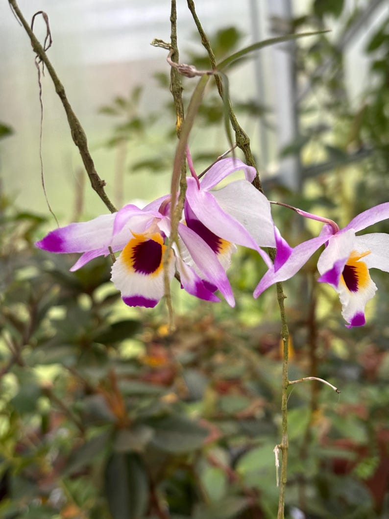 May include: Close-up of a cluster of orchids with white petals edged in purple. The center of each flower has a yellow and maroon pattern. The orchids hang from thin, brown stems against a blurred green background.
