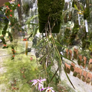 May include: A hanging plant with a rectangular moss-covered base. The plant features long, thin green leaves and delicate flowers with white and purple petals. The background shows a greenhouse setting with other plants.