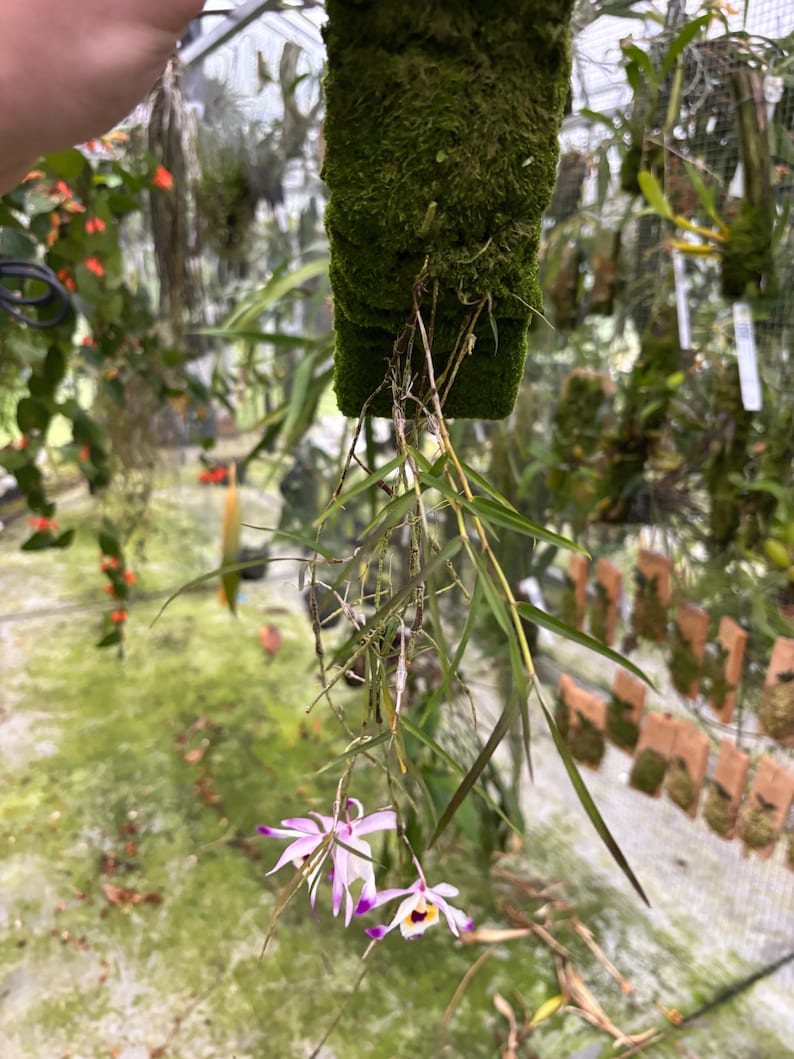 May include: A hanging plant with a rectangular moss-covered base. The plant features long, thin green leaves and delicate flowers with white and purple petals. The background shows a greenhouse setting with other plants.