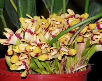 Maxillaria perryae (Parrot Orchid) Easy Floriferous orchid species