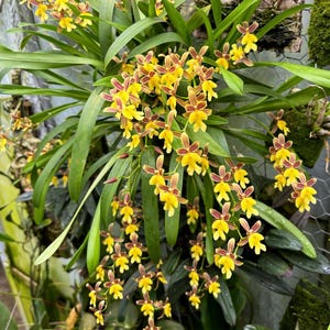 Mexicoa ghiesbreghtiana uncommon Oncidium relative from Mexico orchid species
