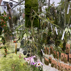 May include: A close-up of a green moss-covered plant. The plant has a rectangular shape and is held by a hand. The background shows a greenhouse with various plants and flowers, including orchids with purple and white petals.
