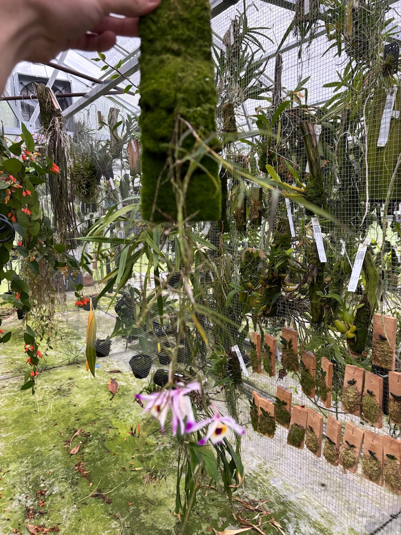 May include: A close-up of a green moss-covered plant. The plant has a rectangular shape and is held by a hand. The background shows a greenhouse with various plants and flowers, including orchids with purple and white petals.