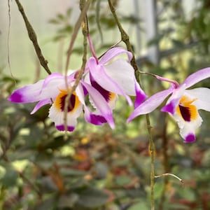 May include: Close-up of orchid flowers with white petals edged in purple. The center of each flower has a yellow and maroon pattern. The flowers hang from thin, brown stems against a blurred green background.