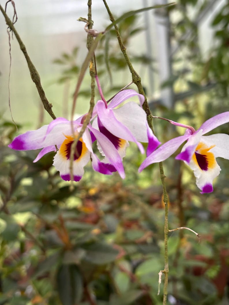 May include: Close-up of orchid flowers with white petals edged in purple. The center of each flower has a yellow and maroon pattern. The flowers hang from thin, brown stems against a blurred green background.