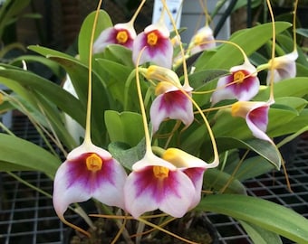 Masdevallia exquisita miniature orchid species bloom size