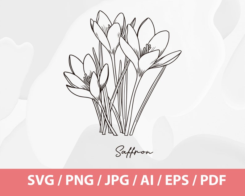 Hand Drawn Winter Flowers Helleborus Orientalis SVG, Queen of Night Tulip SVG, Crocus Sativus SVG, Saffron Flower, Black Tulip, Hellebore image 3