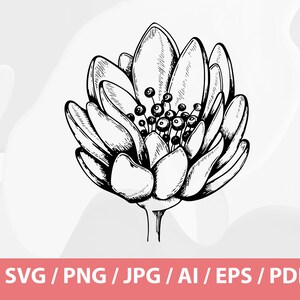 May include: Black and white line art illustration of a flower bud. The bud has multiple petals and a cluster of small, round shapes at the center. The image includes the text "SVG / PNG / JPG / AI / EPS / PDF" at the bottom.