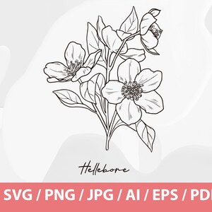 Hand Drawn Winter Flowers Helleborus Orientalis SVG, Queen of Night Tulip SVG, Crocus Sativus SVG, Saffron Flower, Black Tulip, Hellebore image 4