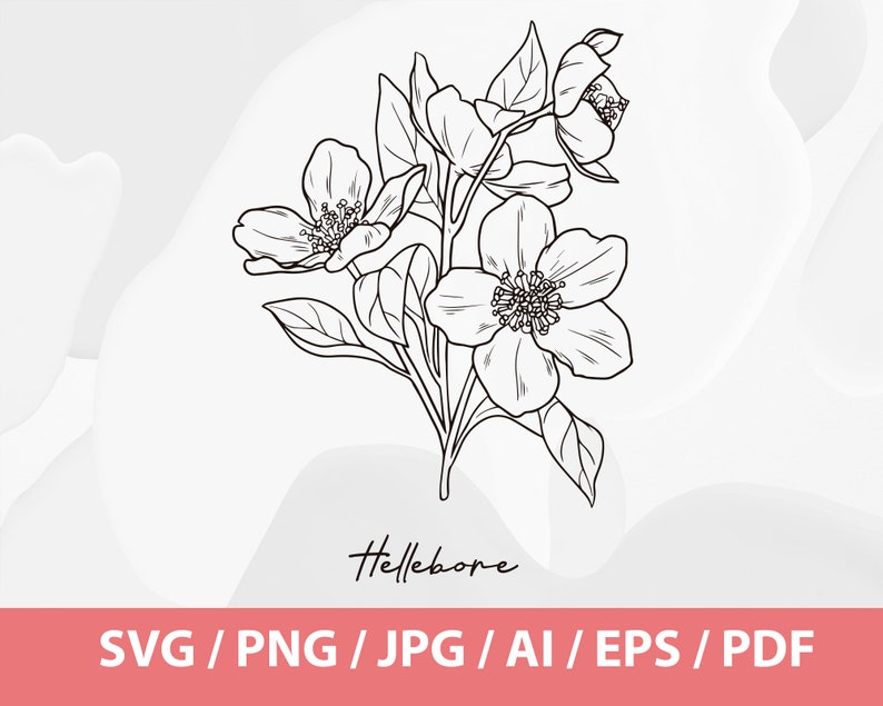 Hand Drawn Winter Flowers Helleborus Orientalis SVG, Queen of Night Tulip SVG, Crocus Sativus SVG, Saffron Flower, Black Tulip, Hellebore image 4