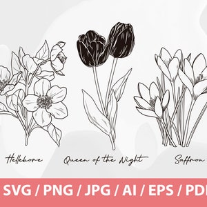 Hand Drawn Winter Flowers Helleborus Orientalis SVG, Queen of Night Tulip SVG, Crocus Sativus SVG, Saffron Flower, Black Tulip, Hellebore image 1