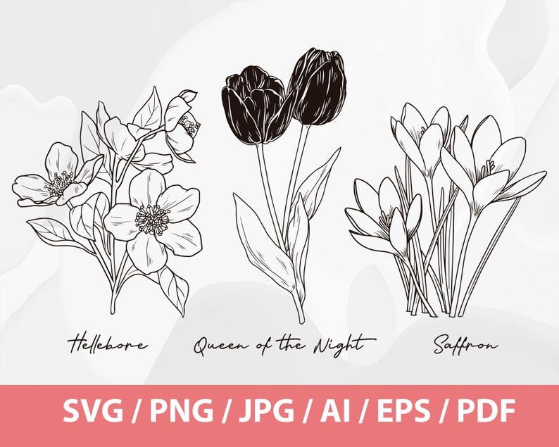 Hand Drawn Winter Flowers Helleborus Orientalis SVG, Queen of Night Tulip SVG, Crocus Sativus SVG, Saffron Flower, Black Tulip, Hellebore image 1