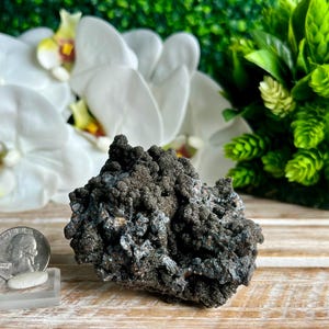 Op de afbeelding: Een donkergrijs, ruw getextureerd mineraalspecimen met een cluster van kleine, afgeronde formaties. Het specimen is ongeveer zo groot als een kwart.