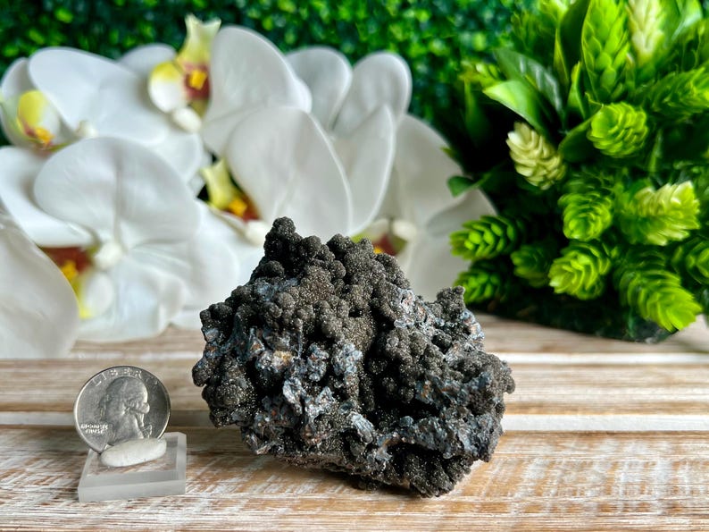 Op de afbeelding: Een donkergrijs, ruw getextureerd mineraalspecimen met een cluster van kleine, afgeronde formaties. Het specimen is ongeveer zo groot als een kwart.