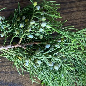 May include: A sprig of green cedar with small blue berries.