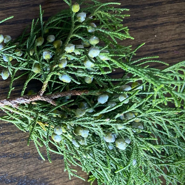 15 Fresh Cut Juniper/Cedar cuttings with berries Perfect for winter decorating