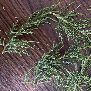 May include: A collection of green sprigs of cedar, arranged on a dark brown wooden surface.