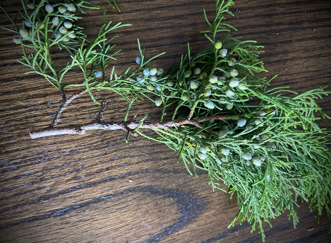 15 Fresh Cut Juniper/cedar Cuttings With Berries Perfect for Winter