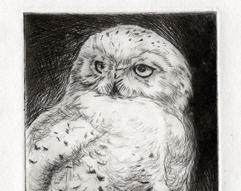Snowy Owl Drypoint, owl, Hedwig, etching, drypoint, limited edition, print