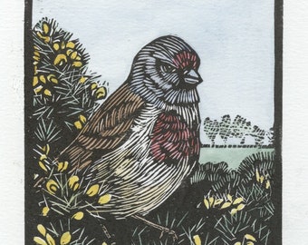 Linnet, Linocut Print, Hand Coloured, Garden Bird, bird linocut, bird art