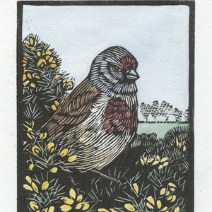 Linnet, Linocut Print, Hand Coloured, Garden Bird, bird linocut, bird art