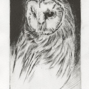 Barn Owl Drypoint, owl, etching, drypoint, limited edition, print