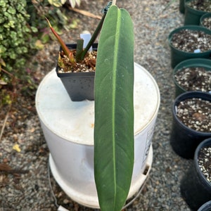 Philodendron Bicolor 5