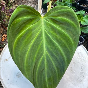 Philodendron Fibrosum Red 20