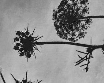 Fotografía en blanco y negro de encaje de la reina Ana (descarga digital)