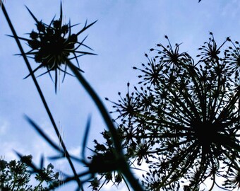 Imprimible de encaje de la reina Ana, foto de flor de verano (descarga digital)