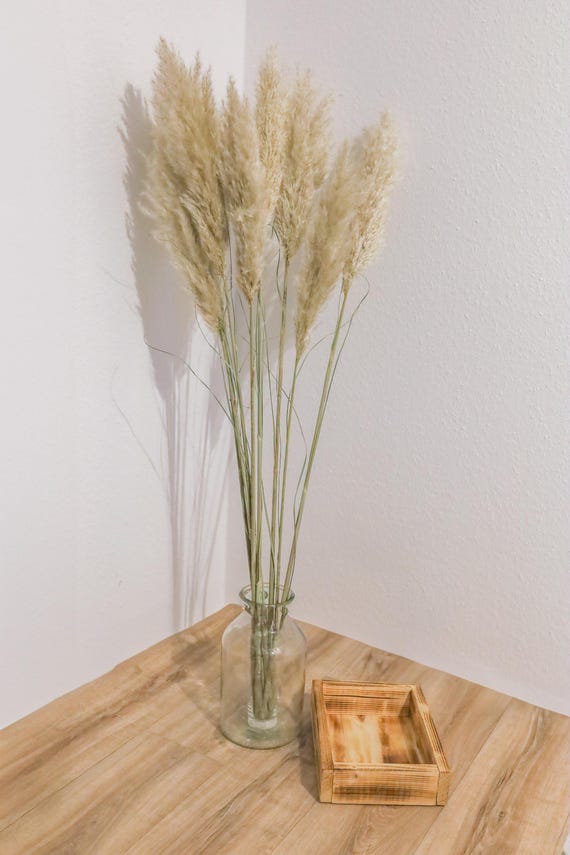 Pampasgras XXL, 120cm, natur, Trockenblume, Puschel