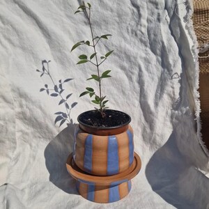 May include: A small plant in a brown and blue striped ceramic pot with a matching saucer. The pot has a rounded shape and the stripes are vertical.
