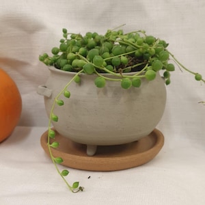 May include: A small green succulent plant with round leaves growing in a grey ceramic pot with three legs. The pot is sitting on a brown saucer.