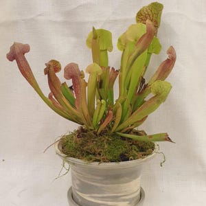 May include: A potted carnivorous plant with green and red pitcher-shaped leaves. The plant is in a grey ceramic pot with a matching saucer.
