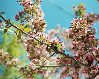 allergy season - 5x7 film print