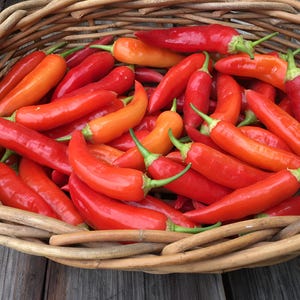 Aji Colorado, Hot pepper, South American Organic Heirloom Garden Seeds - Non-GMO, Open Pollinated Vegetable Seed Packs for Container Gardens