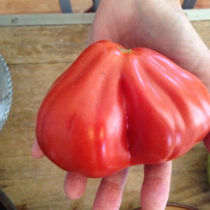 Franchi&#39;s Large Italian Red Pear, Tomato, 15-20+ Heirloom Garden Seeds Open Pollinated Gardening Organic Vegetable Seeds Non-GMO Seed Packet