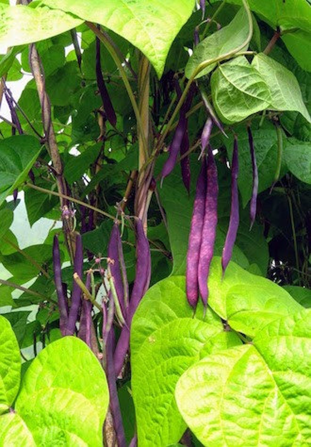 Beans Kew Blue Pole Snap Bean Heirloom Seeds Open Pollinated Container