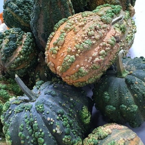 Pode incluir: Uma cole&ccedil;&atilde;o de ab&oacute;boras decorativas com texturas irregulares e verrugosas em tons de verde, marrom e laranja. As ab&oacute;boras est&atilde;o dispostas em uma pilha, mostrando suas formas e padr&otilde;es &uacute;nicos.